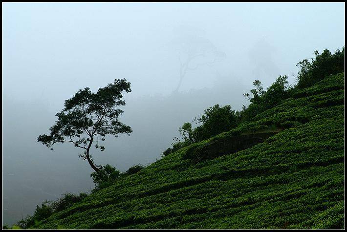 облака, шри-ланка, чай, туман, деревья, Григорий Иващенко