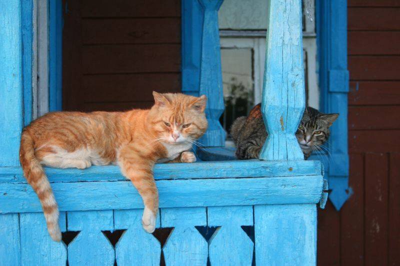 , Мария Дьяконова