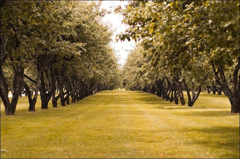 Ораньжевое настроение фото превью