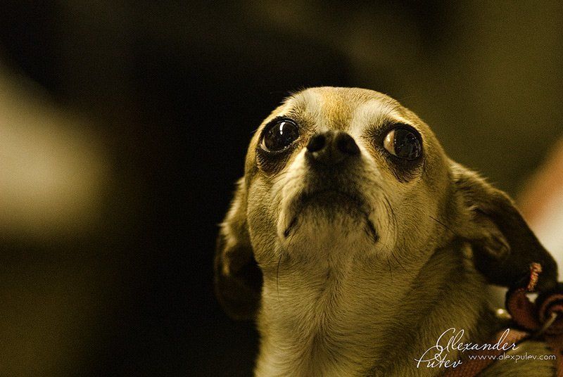 жизнь,собака,метро,хлеб Ну вот, опять Хлеб дорожает...,а обещали лучшую жизнь! фото превью