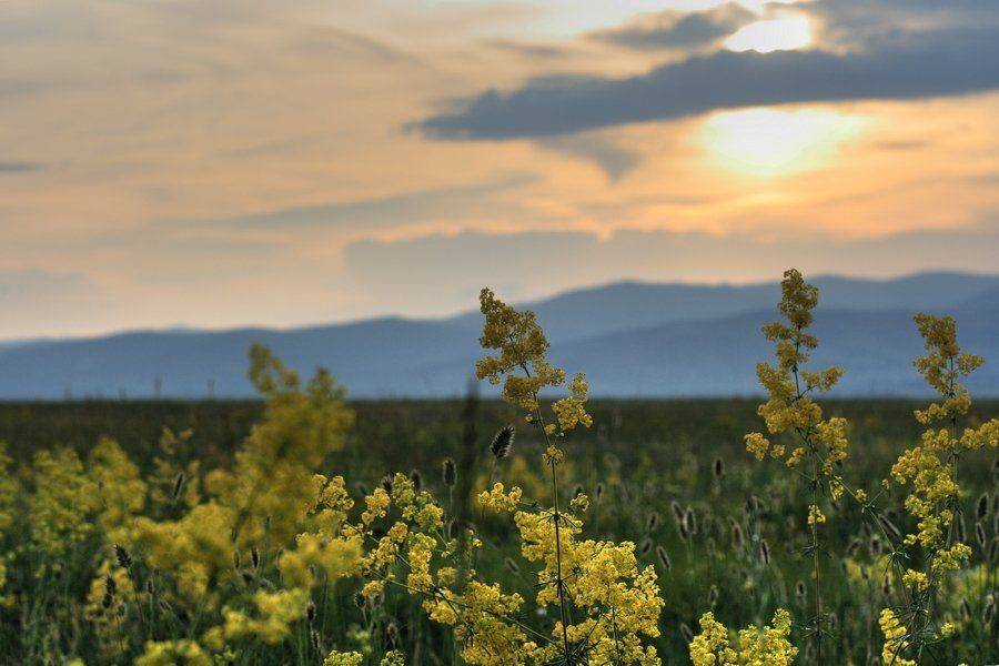 бурятия, горы, закат, цветы, Олег Шубаров