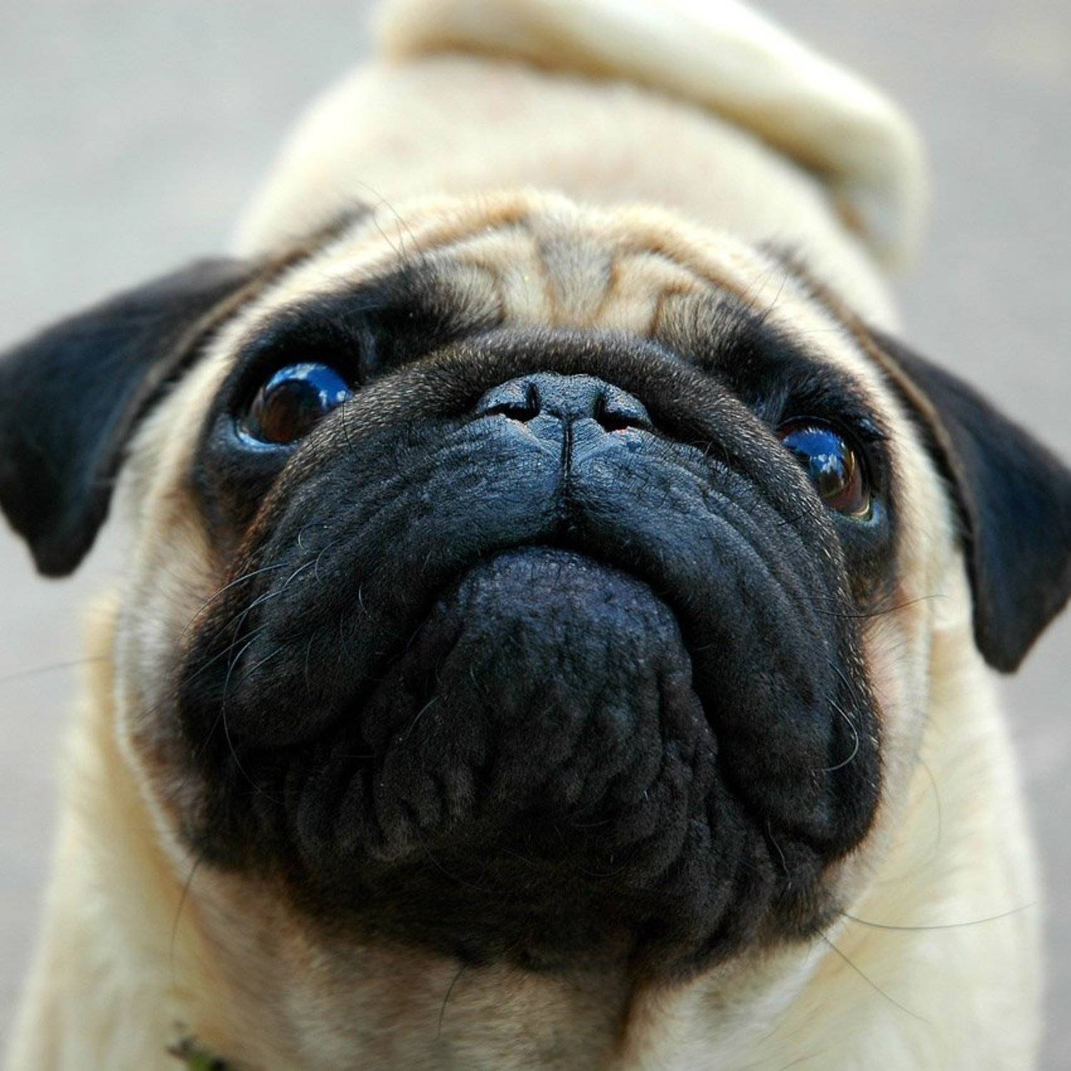 собака,серьёзная морда, добряк, Владимир Разумов