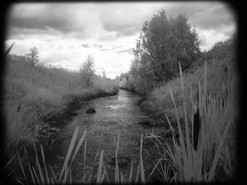 ик,инфракрасная,infrared,ir Берегите природу, мать вашу... фото превью