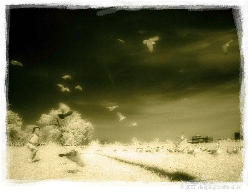 ик, infrared, инфракрасный, инфракрасное, pilgrim, Pilgrim