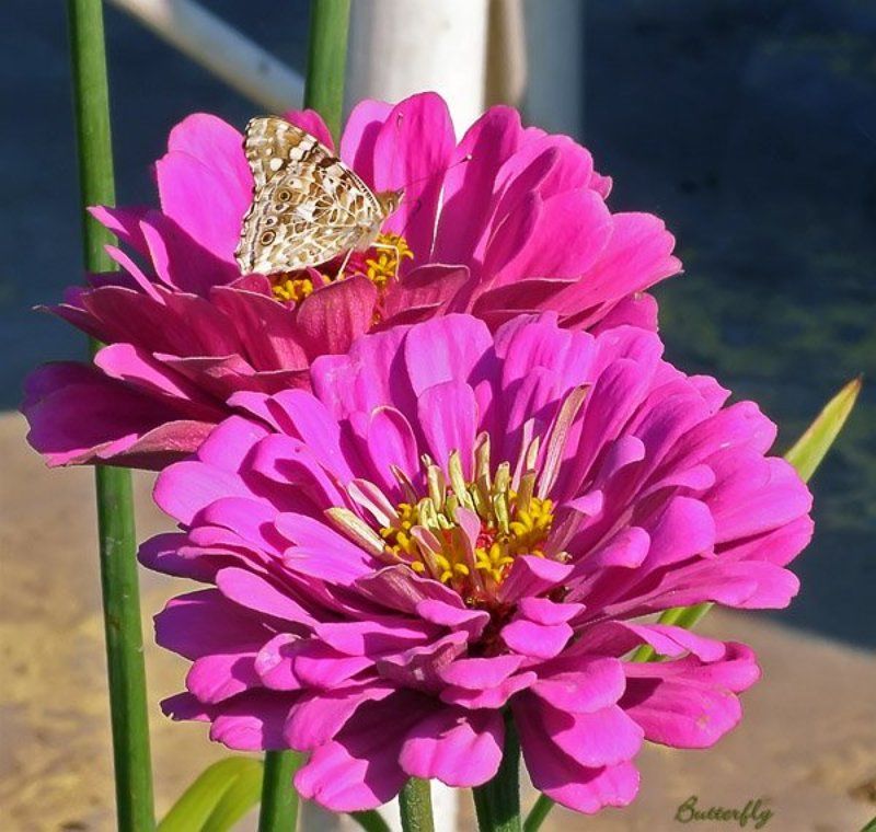 бабочки, цветы бабочки фото превью