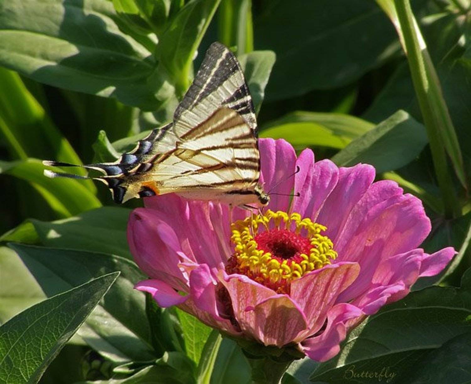 бабочки, цветы, butterfly