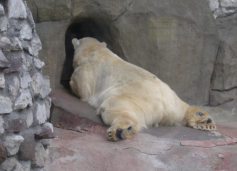 животные жара фото превью