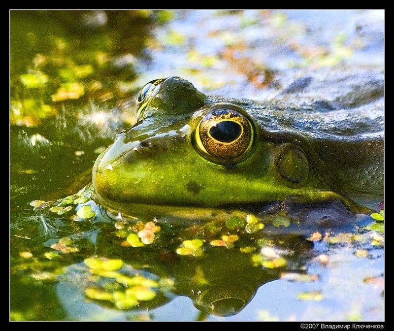 лягушка Царевна фото превью