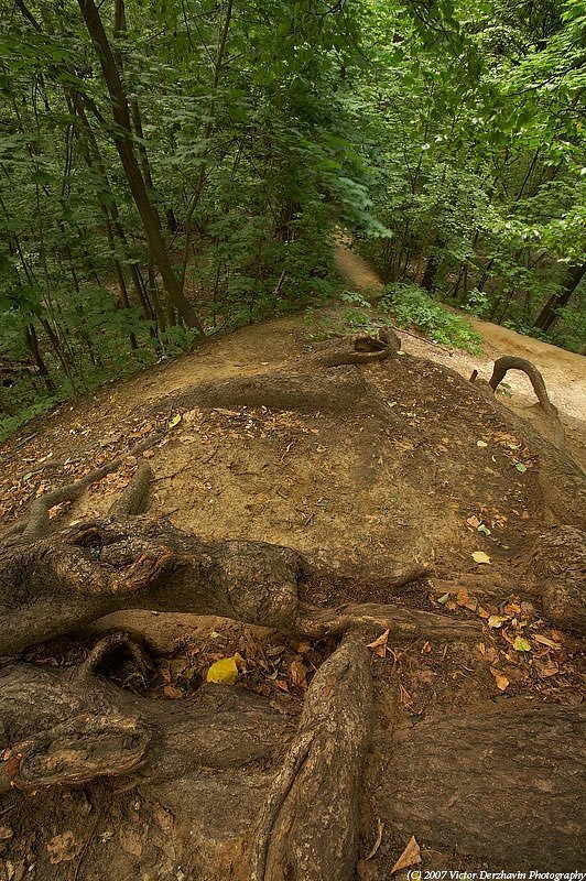 Сказки старого леса фото превью