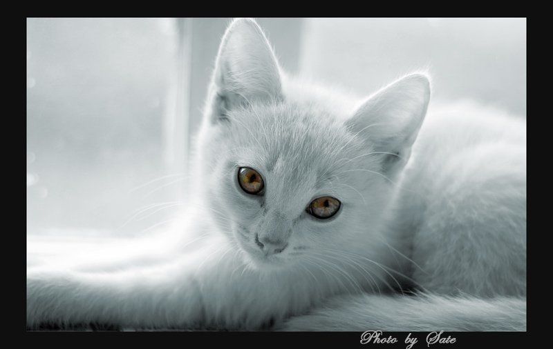 Эти глаза напротив! фото превью