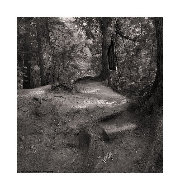 Сказки старого леса 2 фото превью