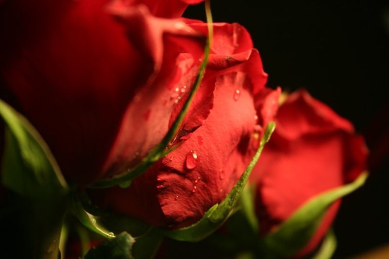 роза, макро, капля Moist rose фото превью