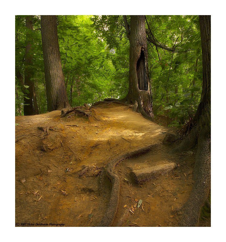 Сказки старого леса 2 (color edit) фото превью