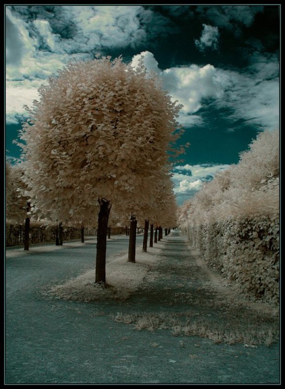 ик, infra red, инфракрасная съемка **** фото превью