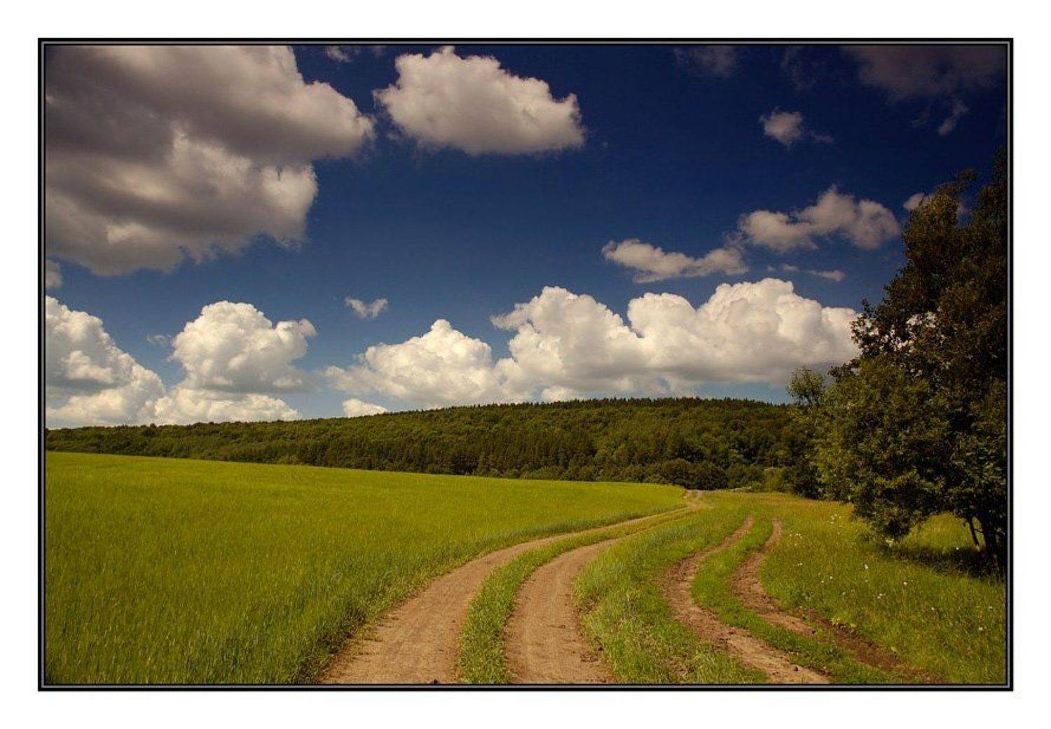 поле, дорога, лес, трава, небо, Капустин Николай