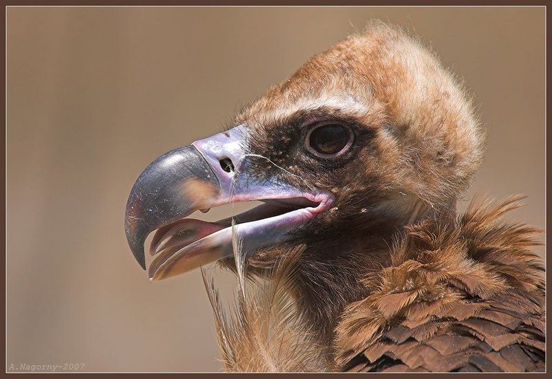 гриф, шпак, актёр, владимир абрамович этуш, ректор «щуки» Мудрая птица Додо 8-) фото превью