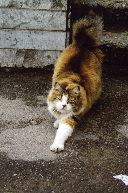 Потягусеньки... фото превью