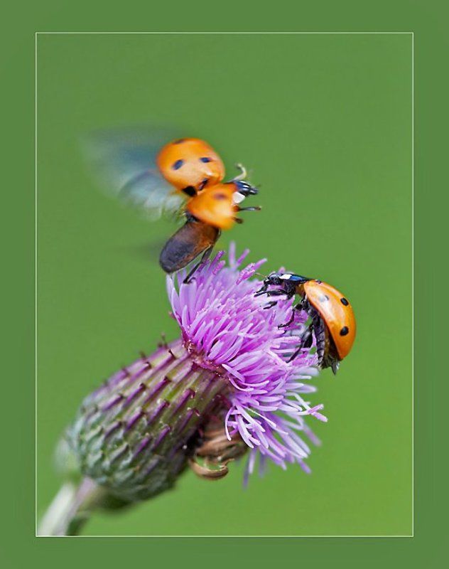 Ты куда? -А поцеловать? фото превью