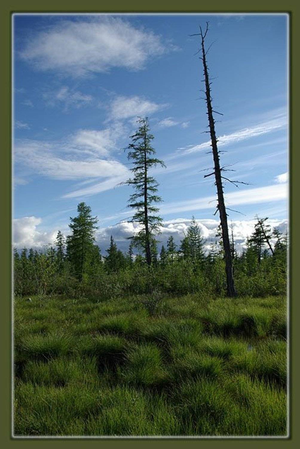 лето,тайга,якутия, Солодухин Виктор