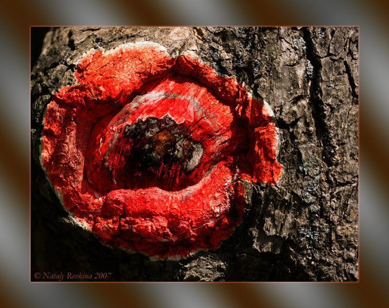 фотоарт,кора,мак,коллаж Рисуем мелом на коре фото превью