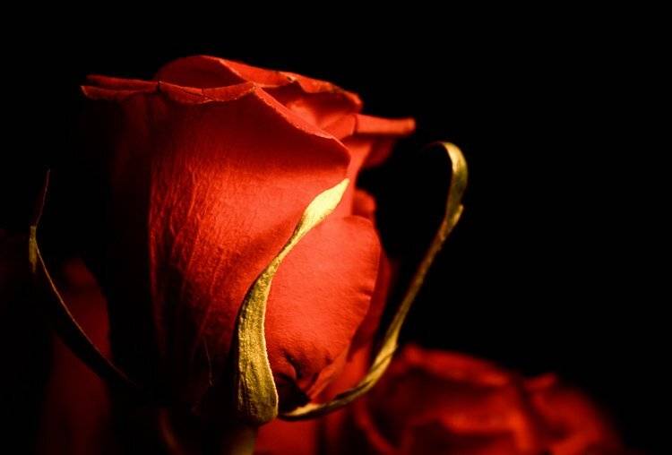 цветы, розы, ночь, Lelya