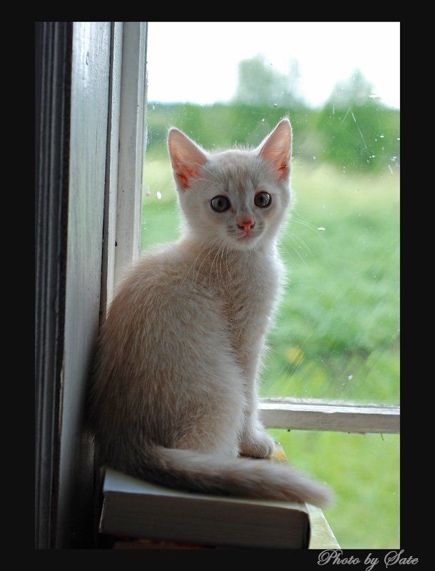 Натюрморт с котом фото превью