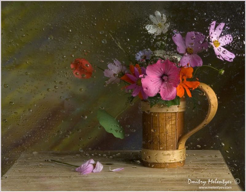 цветы дождь вода flowers still-life Моросит... | Drizzles фото превью