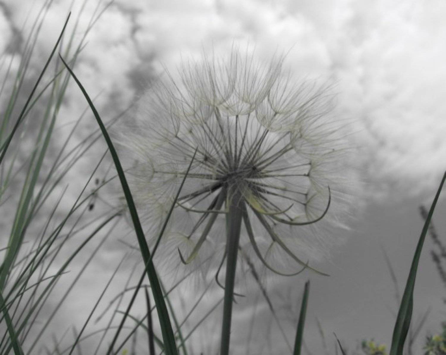 одуванчик, Stark