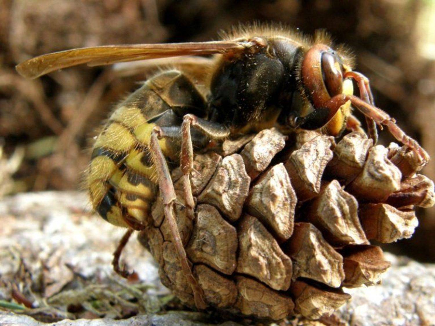 ос, шишка, Nepogoda