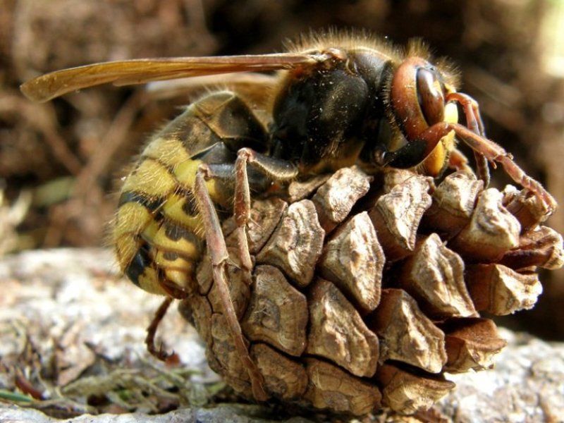 ос, шишка Уфффффффффффф.... фото превью