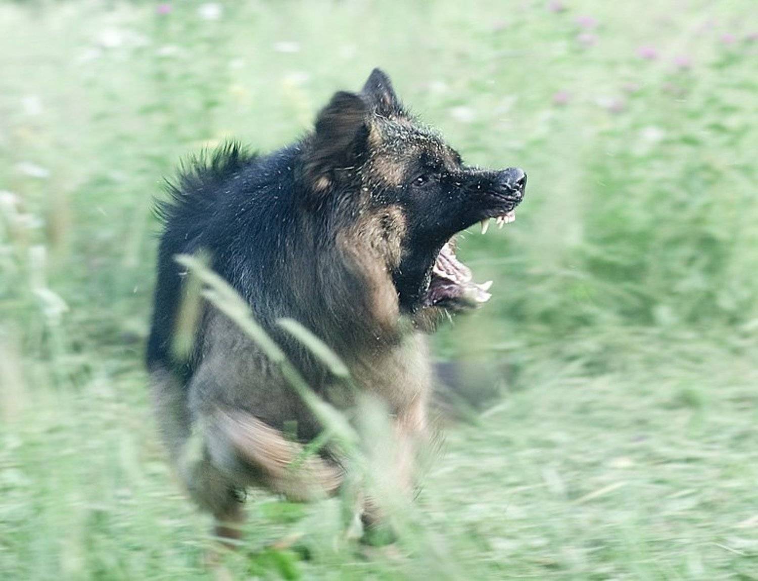 немец,пасть,, Евгений Пугачев.