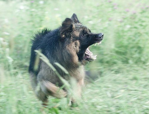 Оборонительный оскал