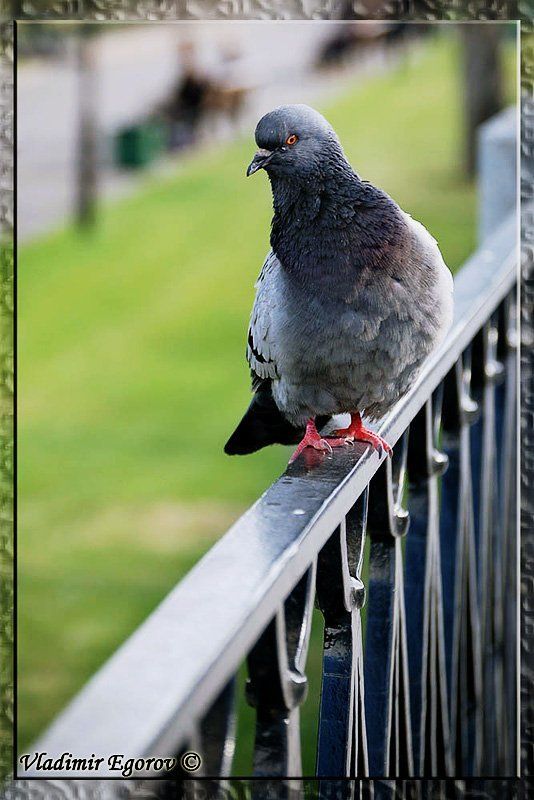 голубь, ограда, манежка прогулка фото превью