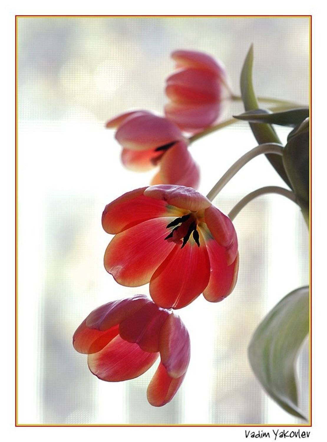 тюльпаны, VDM