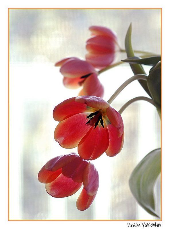 тюльпаны Четыре фото превью