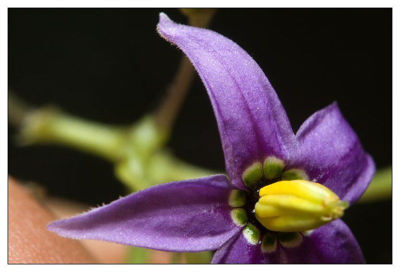 паслен паслен фото превью