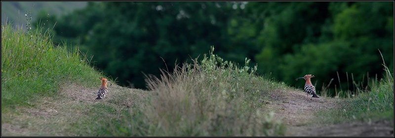 лес, птица, удод, трава, i_go Всяк другого мнит уДодом.... фото превью