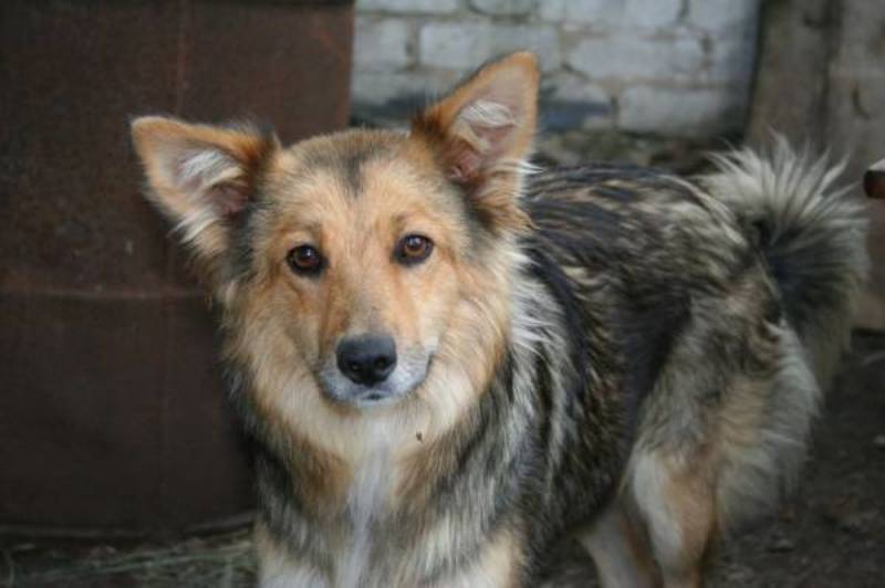 муха  фото превью