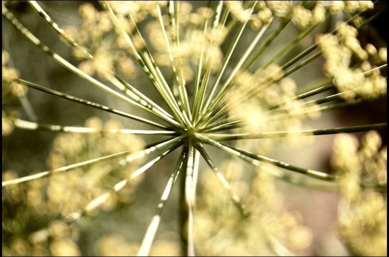 anethum, graveolens, дача, огород Anethum graveolens фото превью