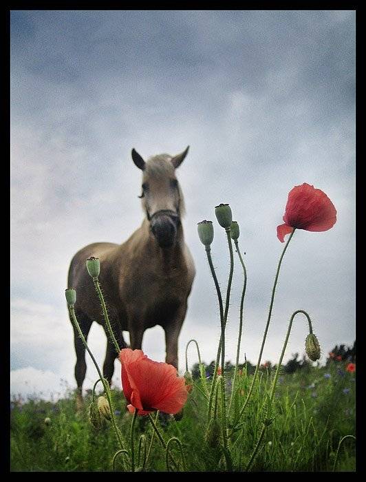 midsummer, Nadia Romanova