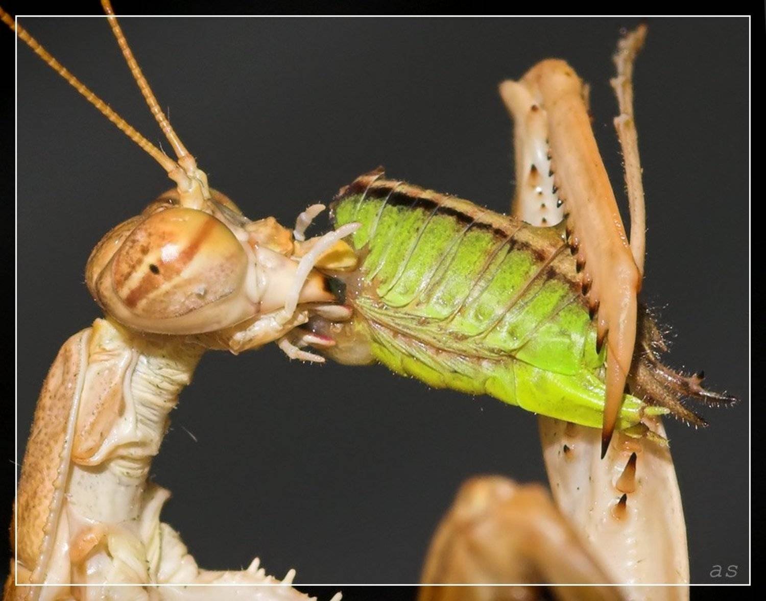 макро скрипач богомол кузнечик, ФотоМаньяк
