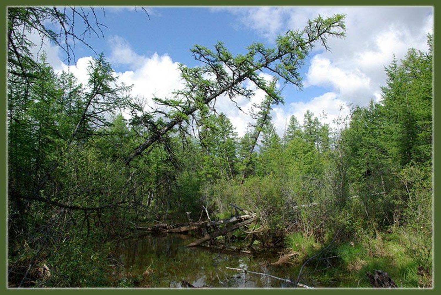тайга,якутия, Солодухин Виктор