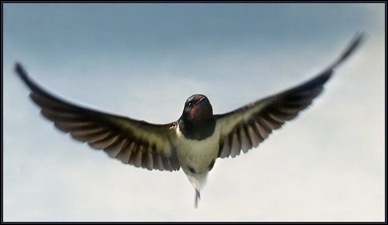 ... фото превью