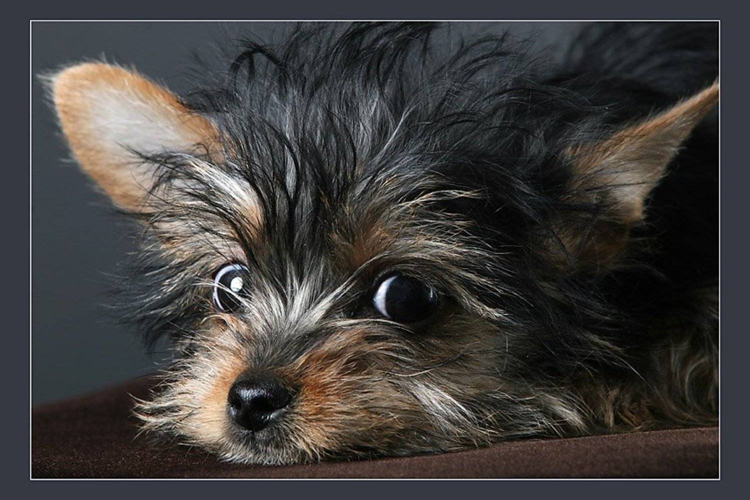 , Михаил Курцев