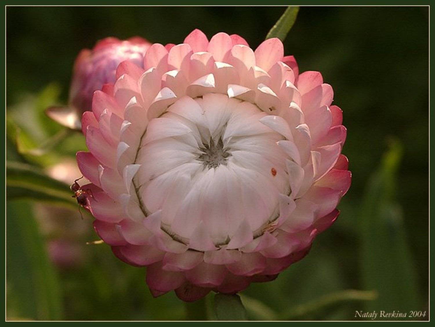 астра,цветы,лето, Наталья Ревкина