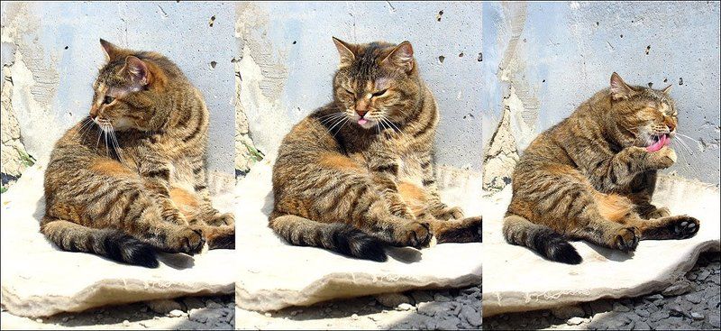 наблюдение, презрение, очищение. фото превью