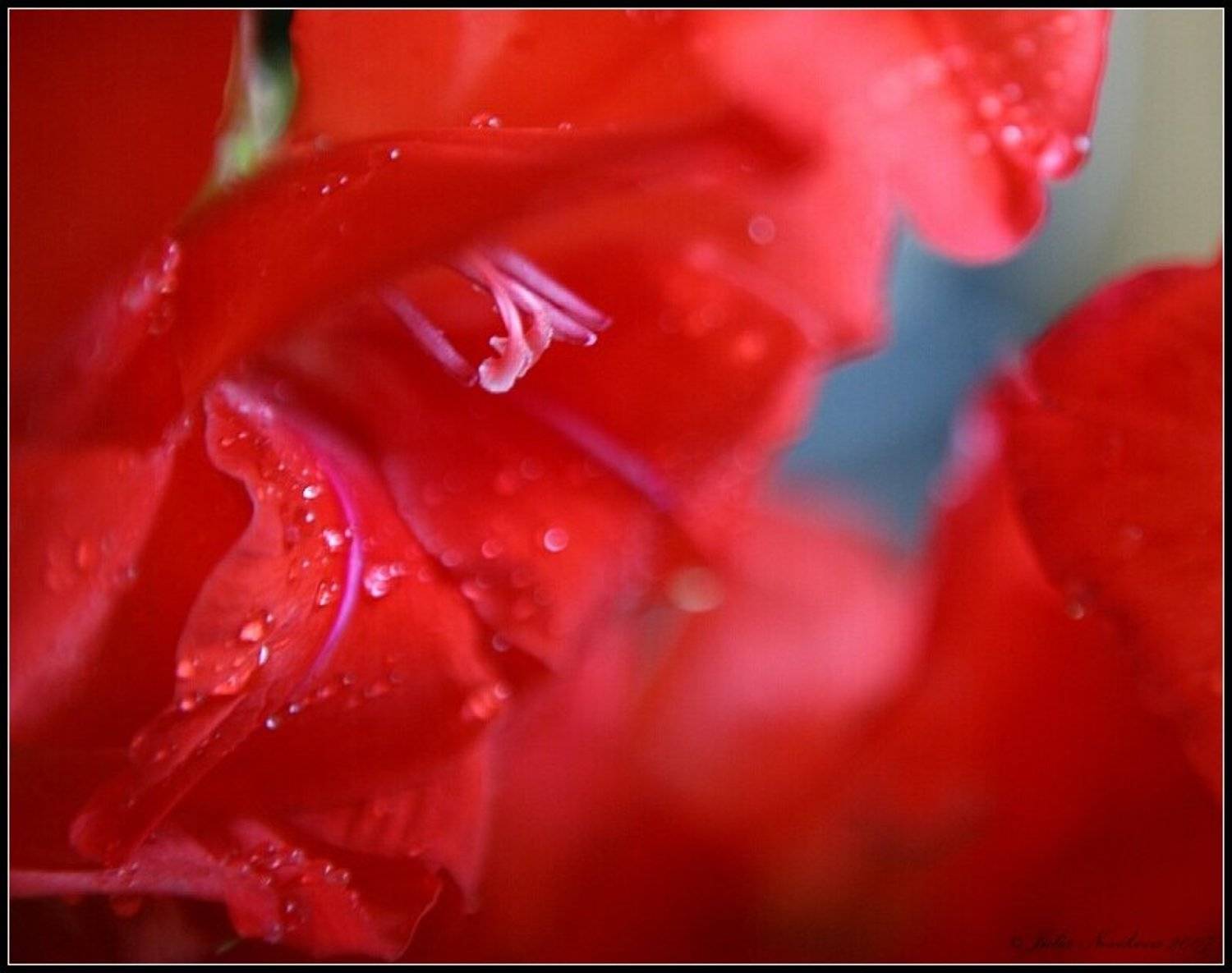 чувства, красный, Julia Novikova (Karrol)