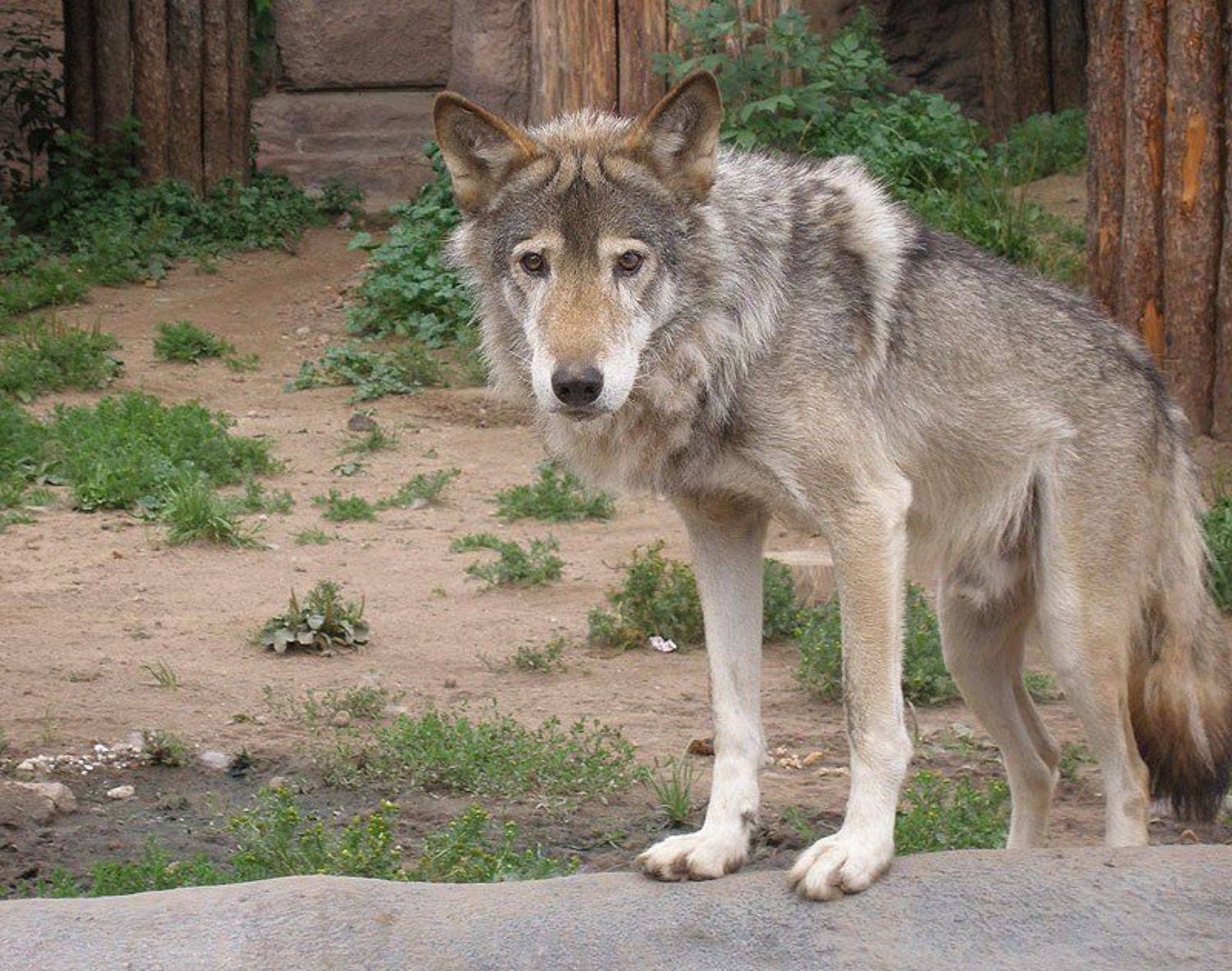 животные, omskva.ru