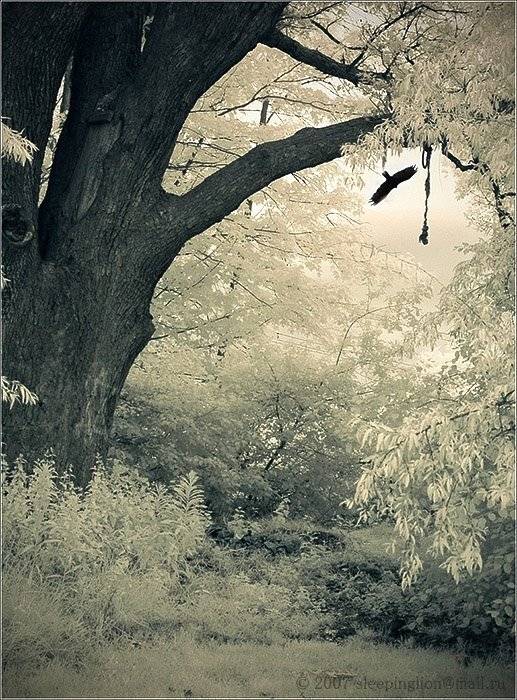 ик, пейзаж, infrared, инфракрасный, инфракрасное, pilgrim, Pilgrim