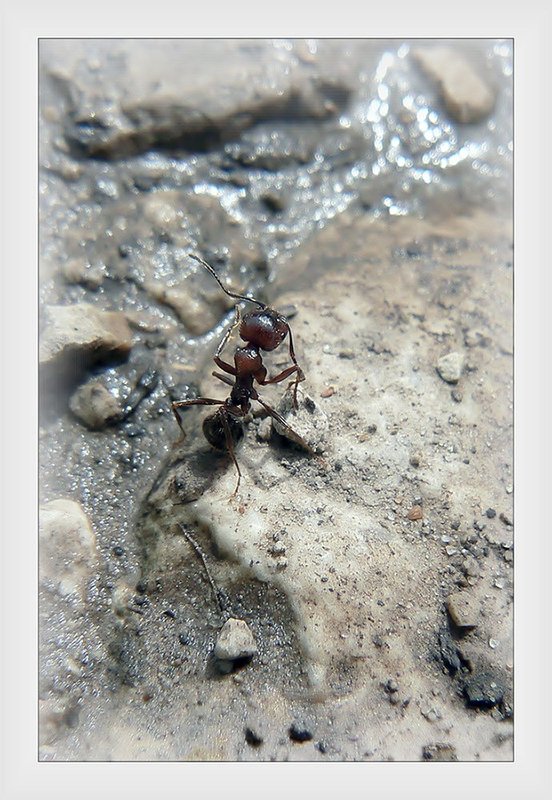 обзор фото превью